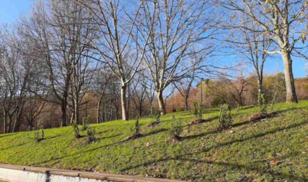 Basauri plantará 60 árboles