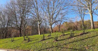 Basauri plantará 60 árboles