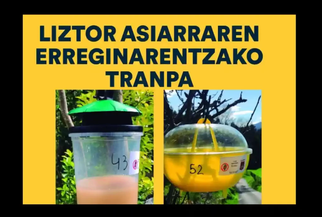 Trampas avispa asiática Galdakao