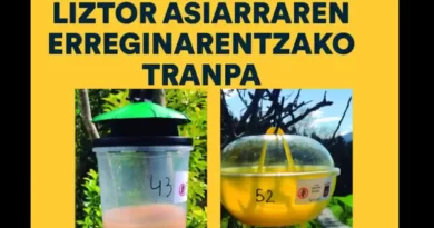 Trampas avispa asiática Galdakao