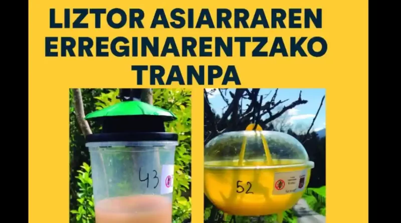 Trampas avispa asiática Galdakao