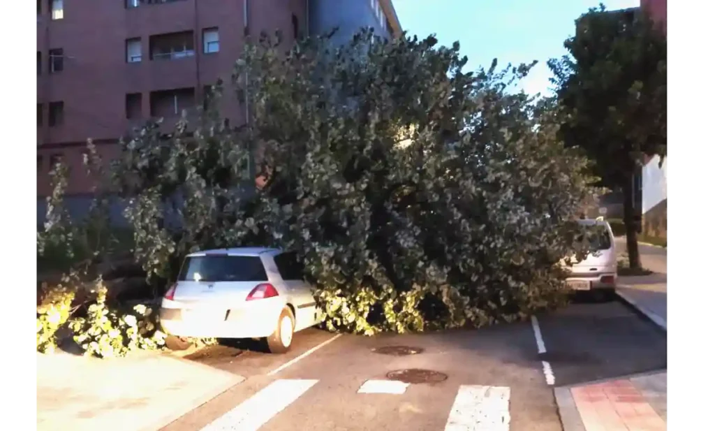 Basauri, Riesgos para la seguridad ciudadana por árboles enfermos
