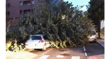 Basauri, Riesgos para la seguridad ciudadana por árboles enfermos