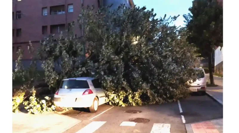 Basauri, Riesgos para la seguridad ciudadana por árboles enfermos