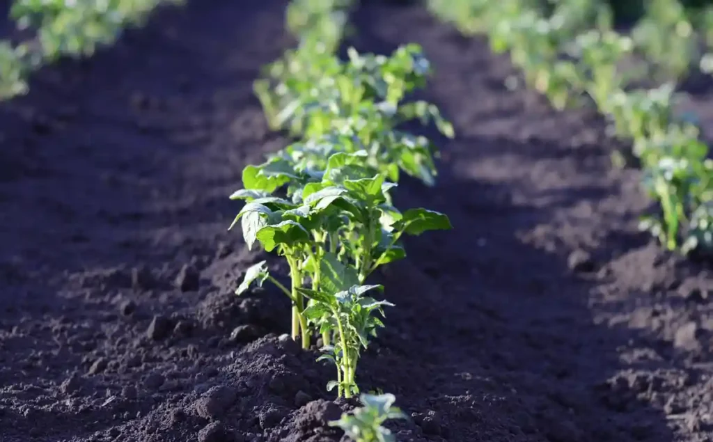 Huertos urbanos Basauri