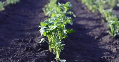 Huertos urbanos Basauri