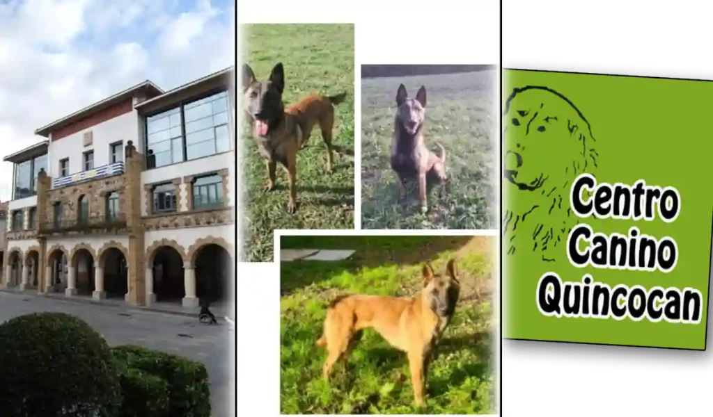 Arrigorriaga adopción perros Malinois