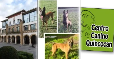 Arrigorriaga adopción perros Malinois