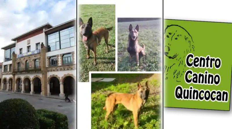 Arrigorriaga adopción perros Malinois